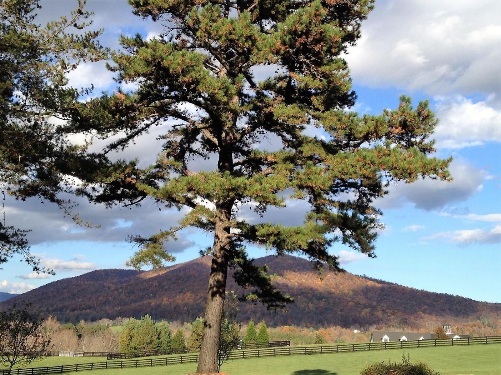 Montfair Resort Farm Crozet Rum bild