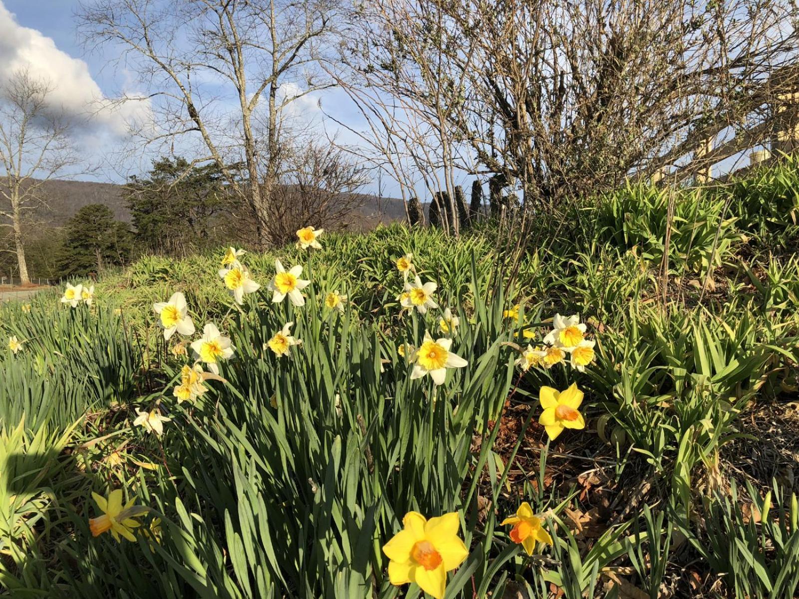 Montfair Resort Farm Crozet Rum bild